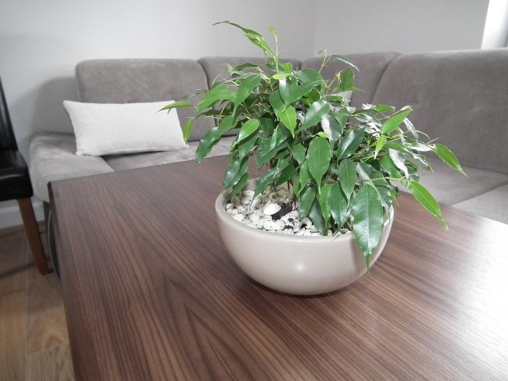 Apartamento Pod Modrzewiami Krynica-Zdrój Exterior foto